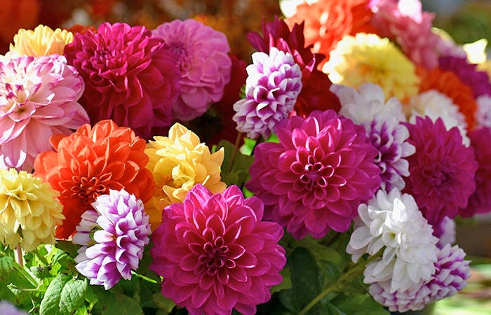 All About the Dahlia | Bagoy's Florist Anchorage