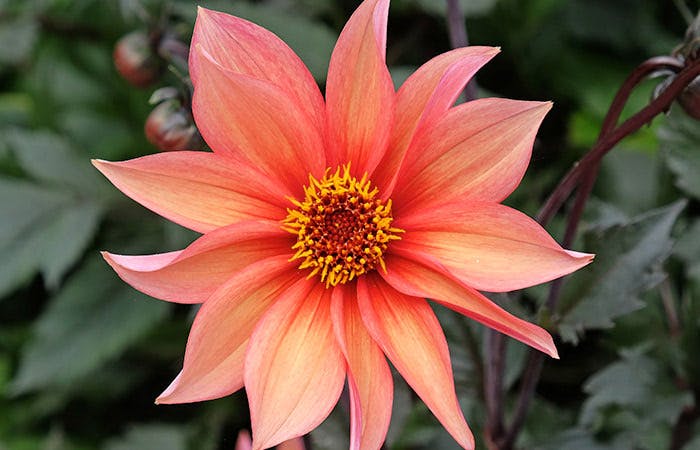 All About the Dahlia | Bagoy's Florist Anchorage