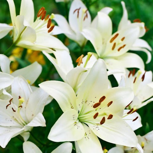 A cluster of fresh, white easter lilies, growing in the wild