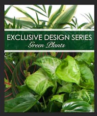 Exclusive Green Plant Garden