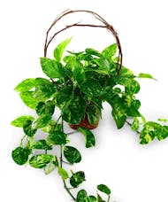 Pothos with Willow