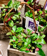 Winterberry Plant