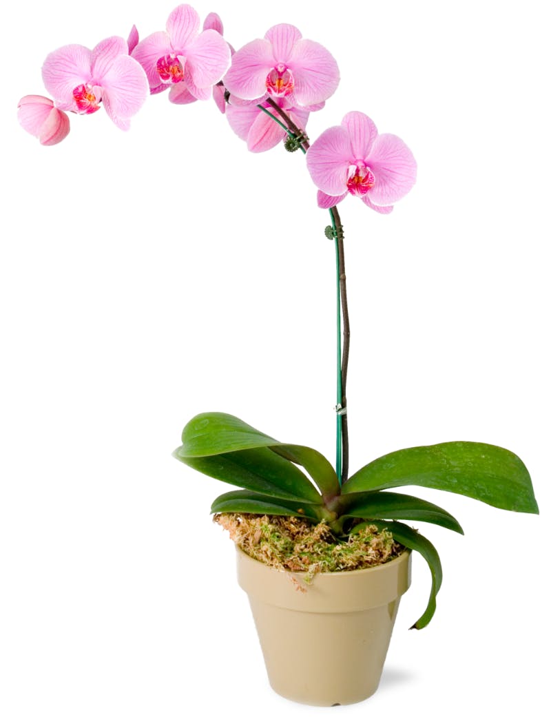 Exotic Phalaenopsis Orchid Plant | Plants | Bagoy's Florist & Home ...