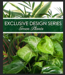 Exclusive Green Plant Garden