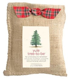Yule Tree-To-Be Growing Kit