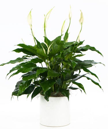 Peace Lily Plant | Spathiphyllum | Bagoy's Florist | Anchorage (AK)