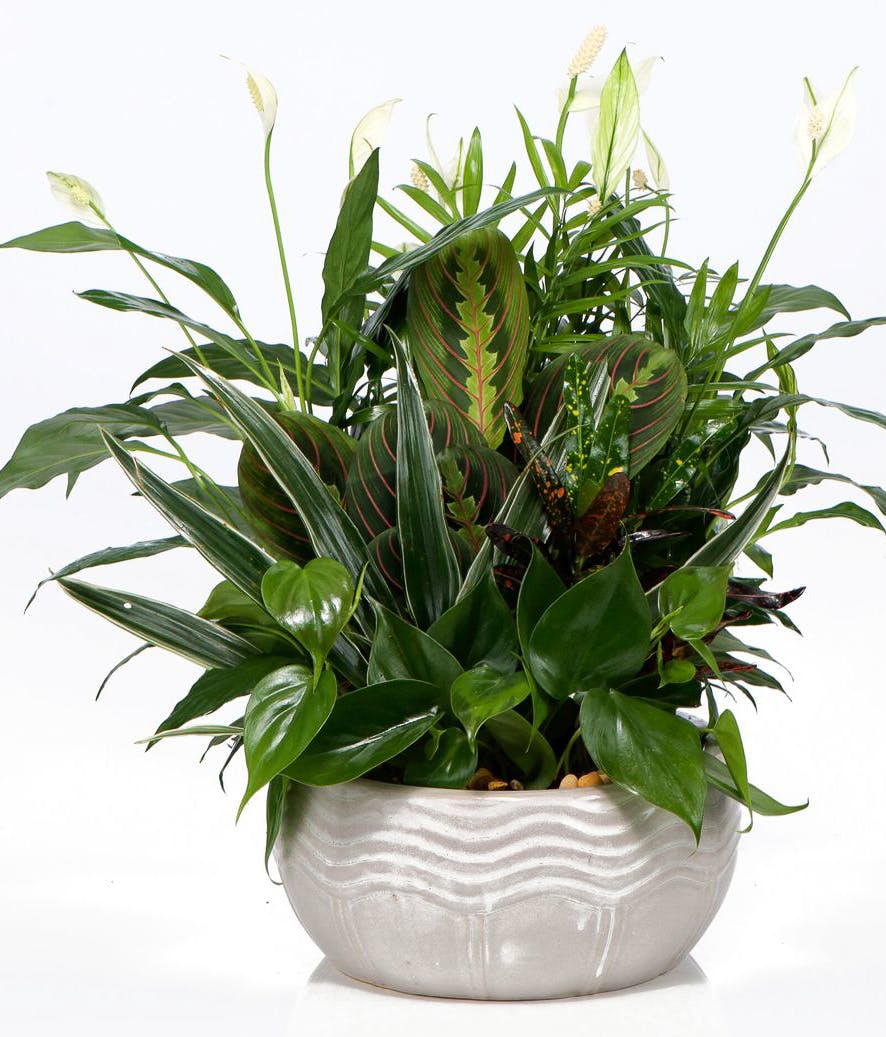 Tropical Indoor Garden Anchorage (AK) Plant Delivery Bagoy's Florist & Home