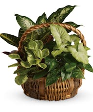 Garden Plant Basket
